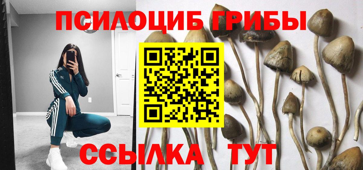 Псилоцибиновые грибы Cubensis Стрежевой